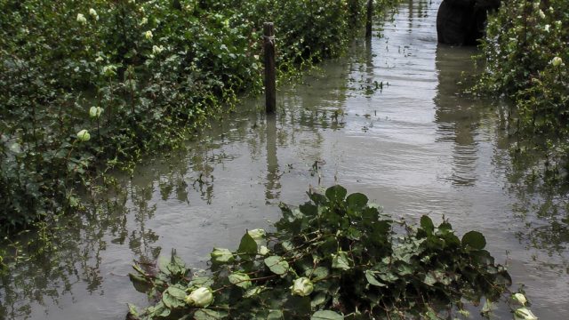The Impact of Rising Lake Naivasha Waters on Kenya's Flower Industry